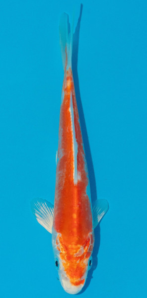 Koi 14-17cm Nr. 5388