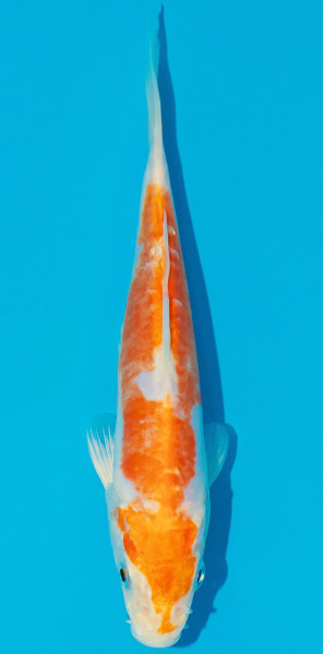 Koi 14-17cm Nr. 5302