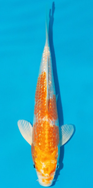 Koi 14-17cm Nr. 5346