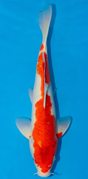 Koi 30-35cm Nr. 1055