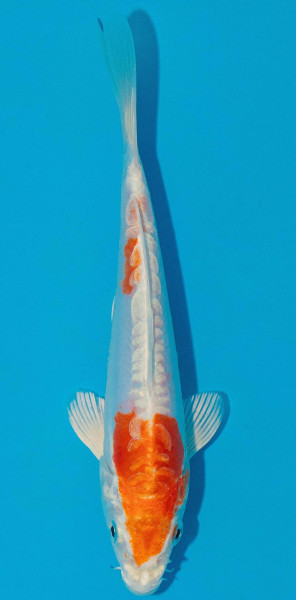 Koi 14-17cm Nr. 5391