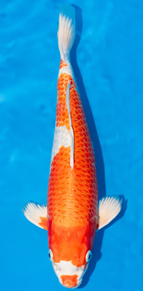 Koi 35-40cm Nr. 1103