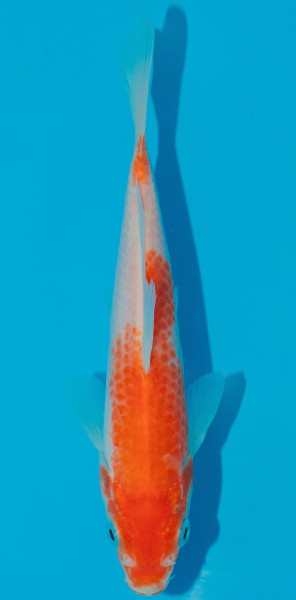 Koi 14-17cm Nr. 5307