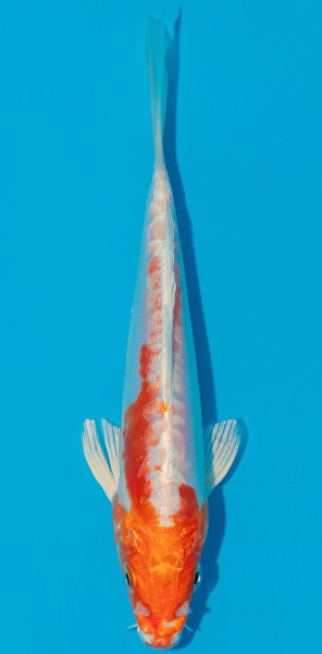 Koi 14-17cm Nr. 5349