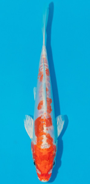 Koi 14-17cm Nr. 5350