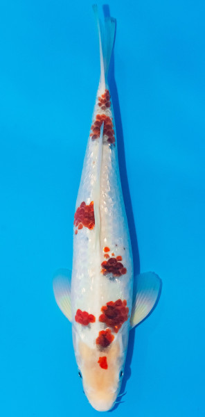 Koi 30-35cm Nr. 1060