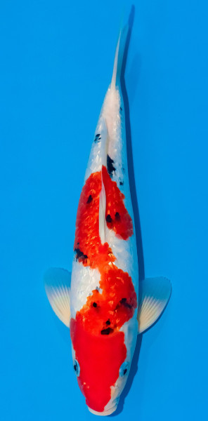 Koi 35-40cm Nr. 1114