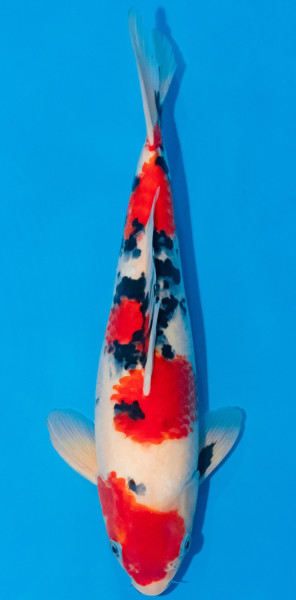 Koi 30-35cm Nr. 1050