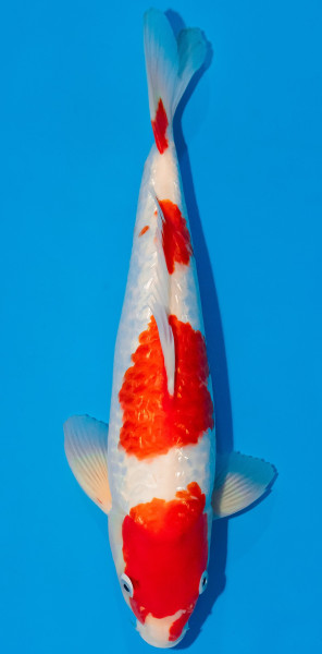 Koi 35-40cm Nr. 1108