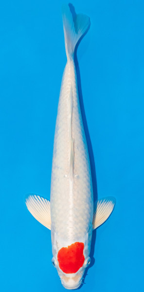 Koi 35-40cm Nr. 1105