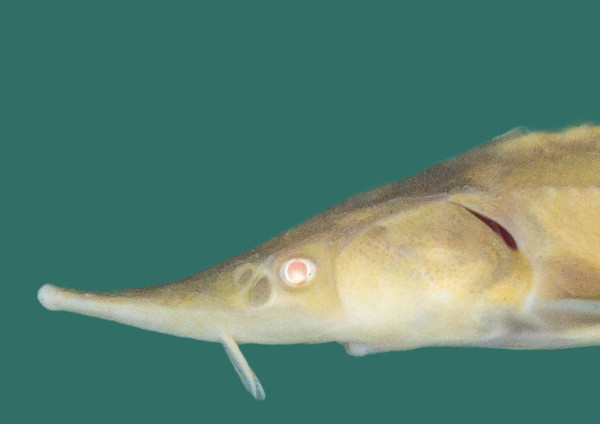 Albino Sterlet, Acipenser Ruthenus | Teichfische Online