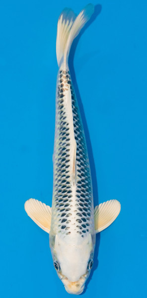 Koi 35-40cm Nr. 1137