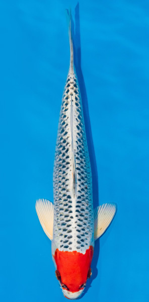 Koi 35-40cm Nr. 1102